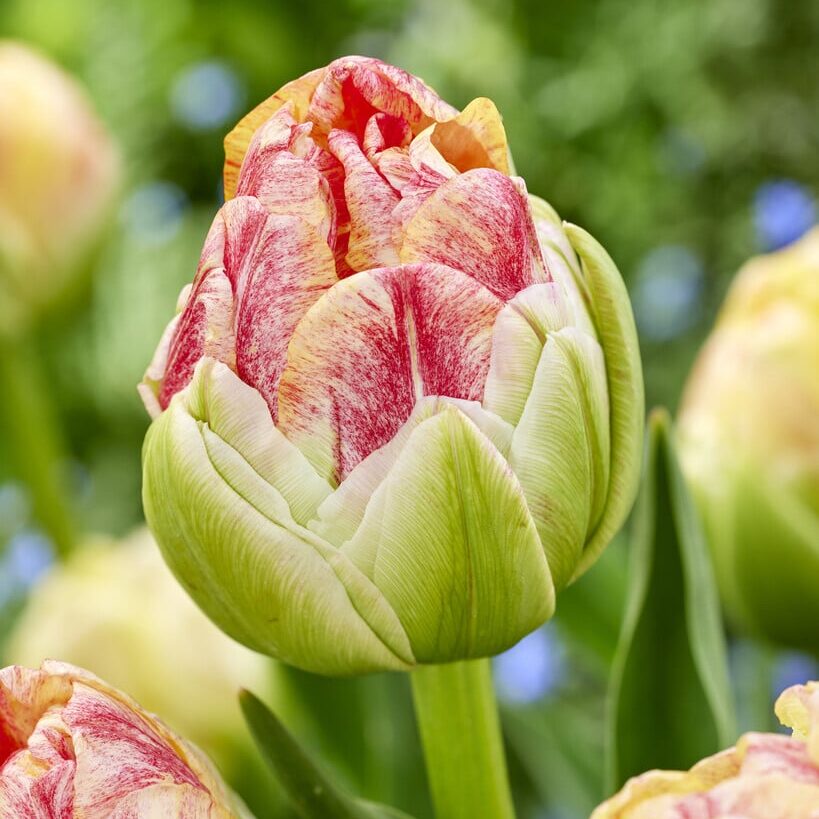 Tulipan 'Sprinkle Dip'