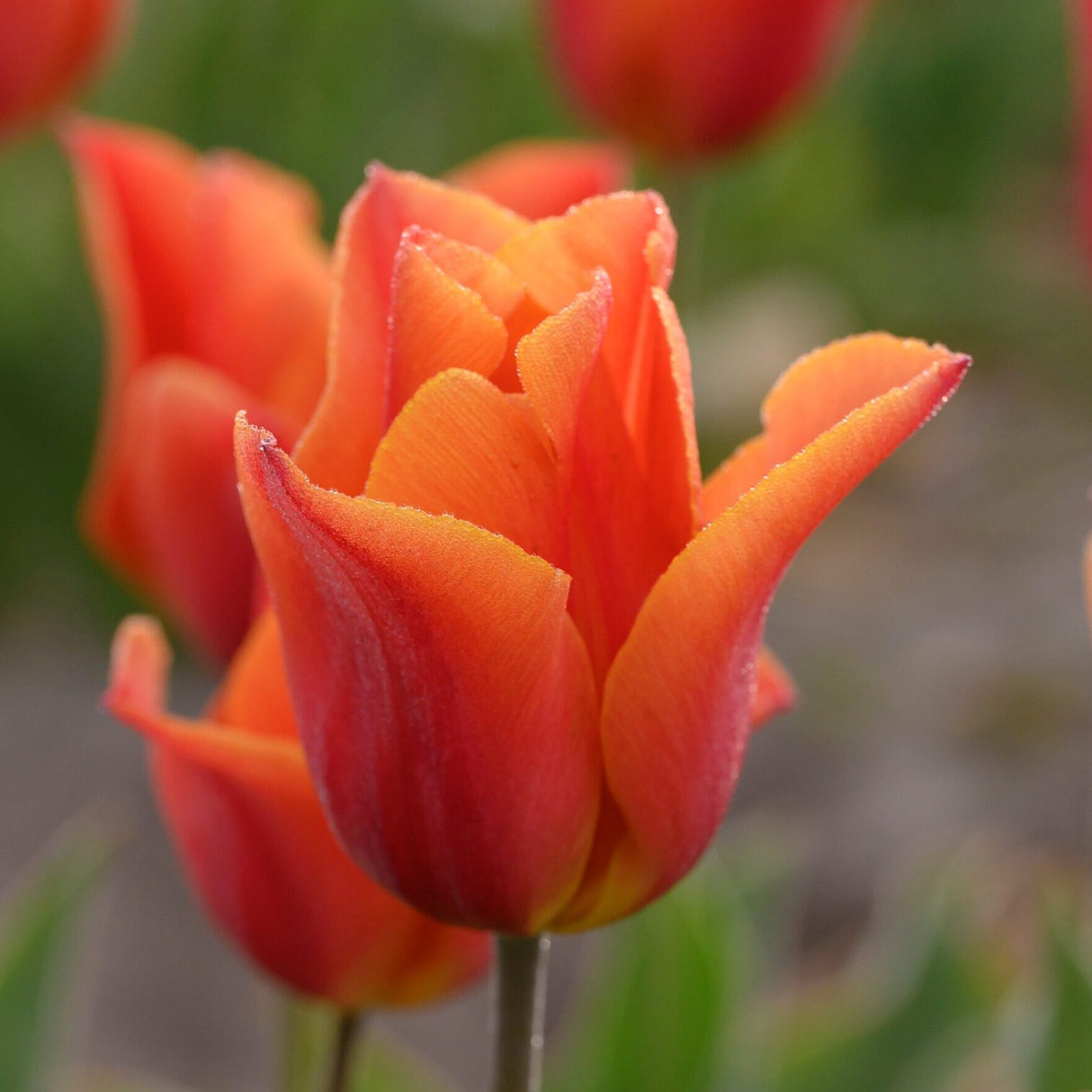 Tulipan 'Véronique Sanson'