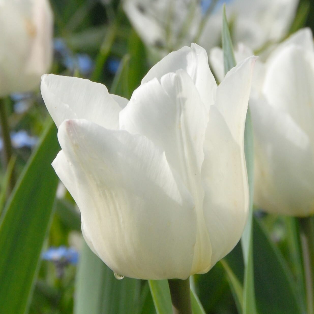 Tulipan 'White Marvel'