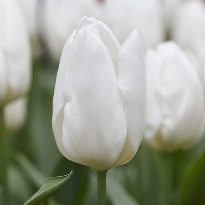 Tulipan 'White Prince'