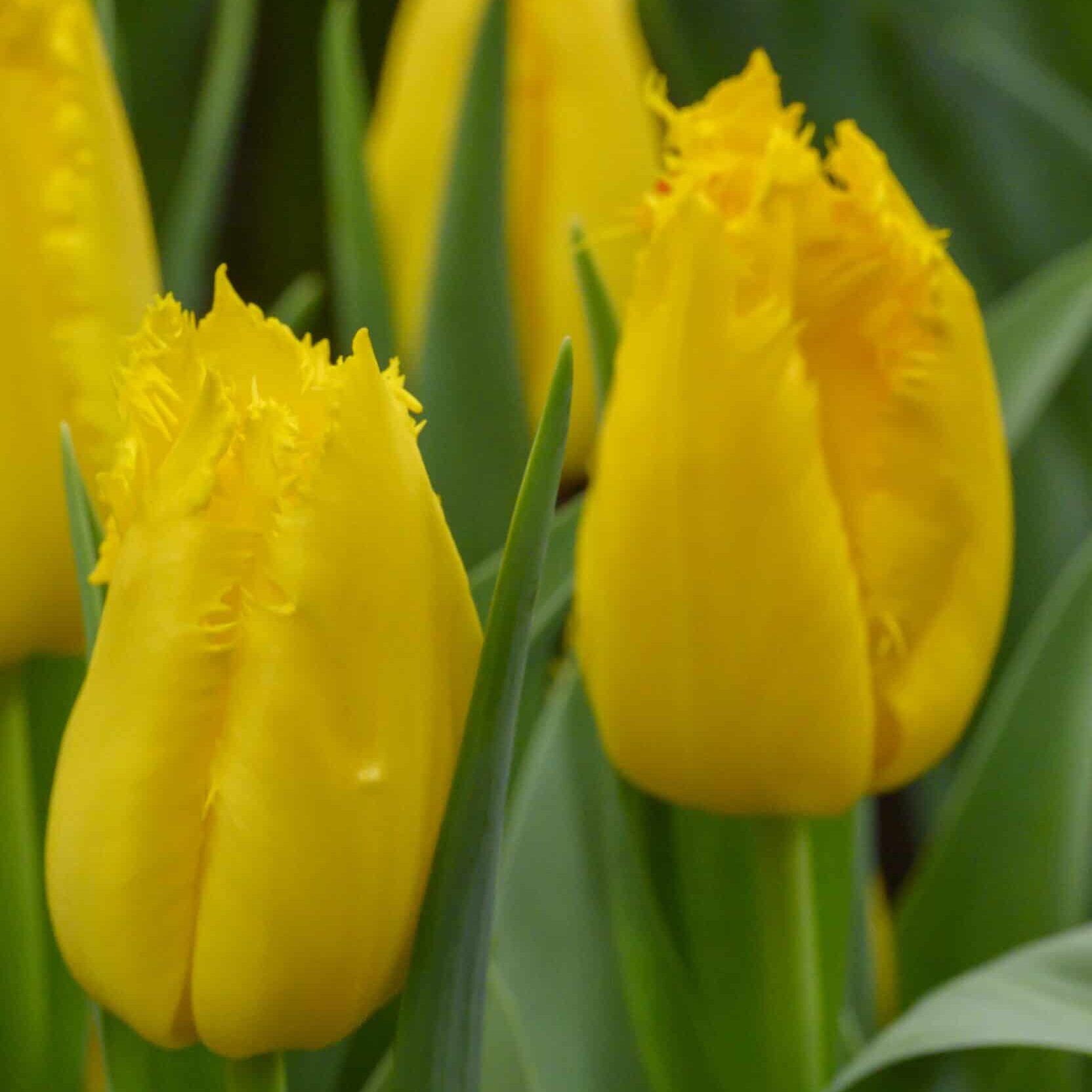 Tulipan 'Yellow Fabio'