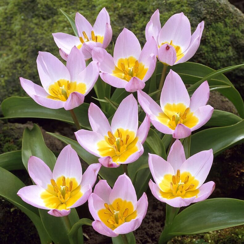 Tulipan bakeri 'Lilac Wonder'