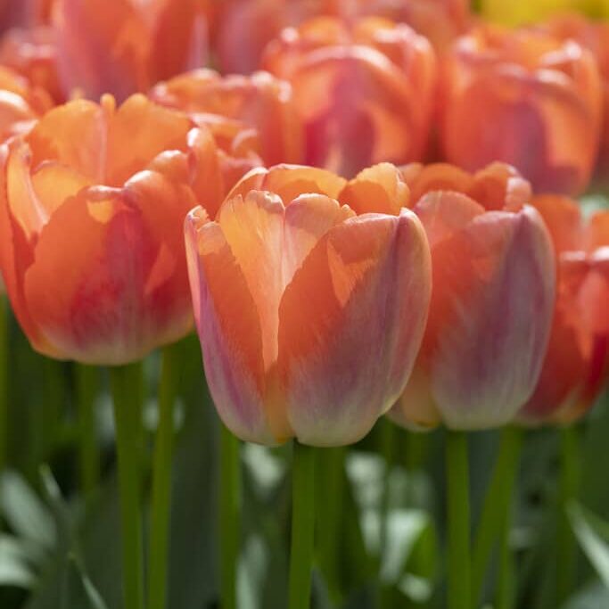 Tulipan 'Orange Pride'