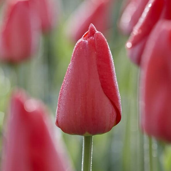 Tulipan 'Parade'