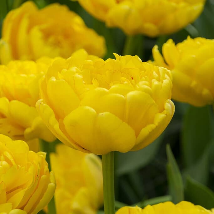 Tulipan 'Yellow Pomponette'