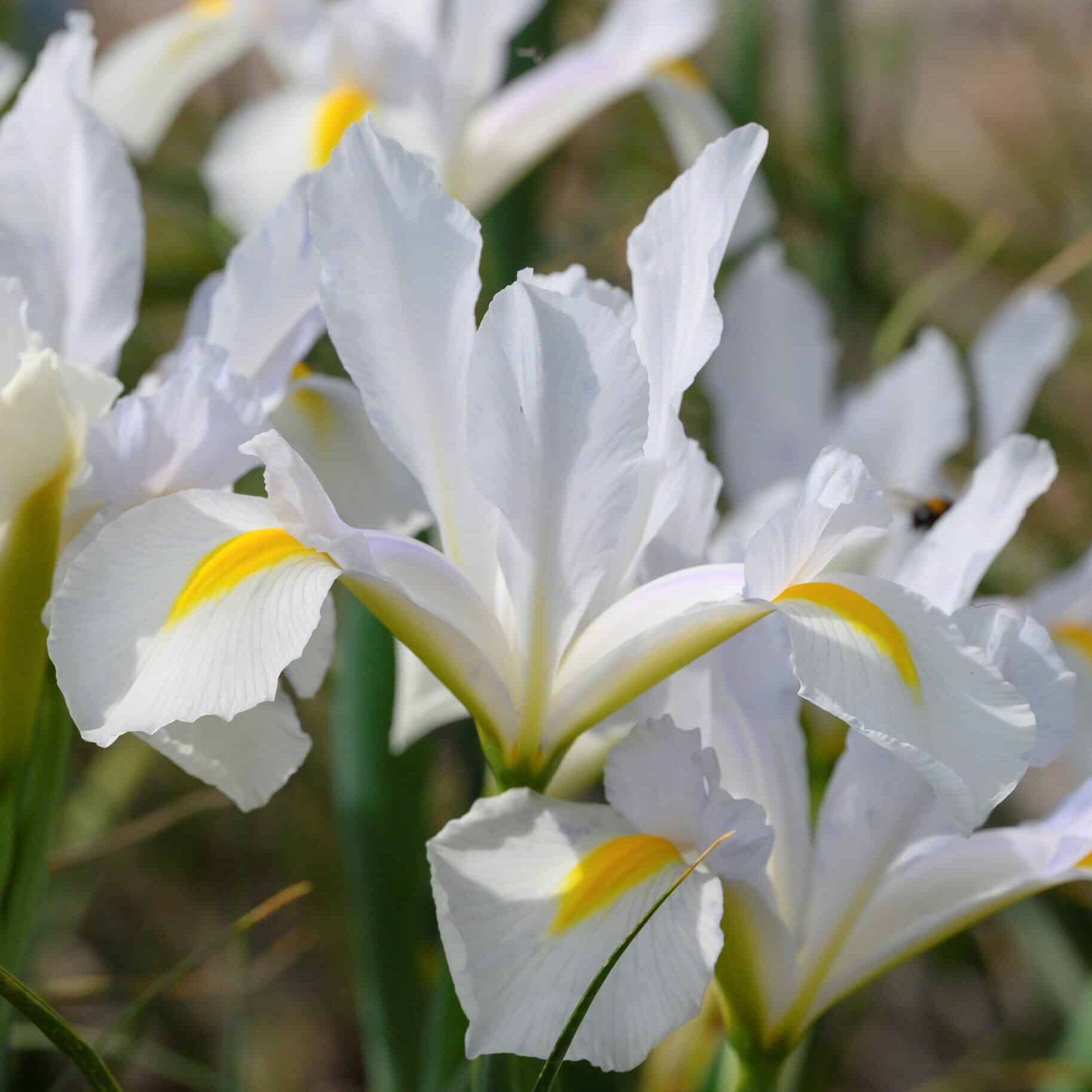 Iris hollandica 'White van Vliet'