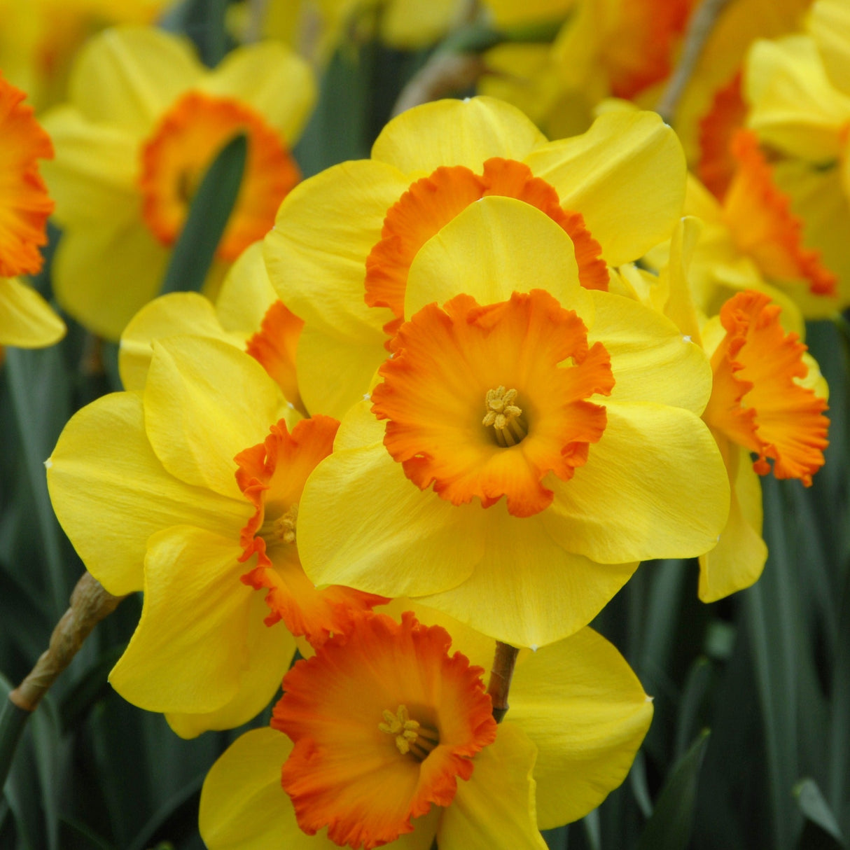 Narcissus 'Delibes'