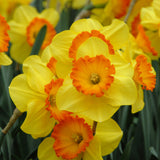 Narcissus 'Delibes'