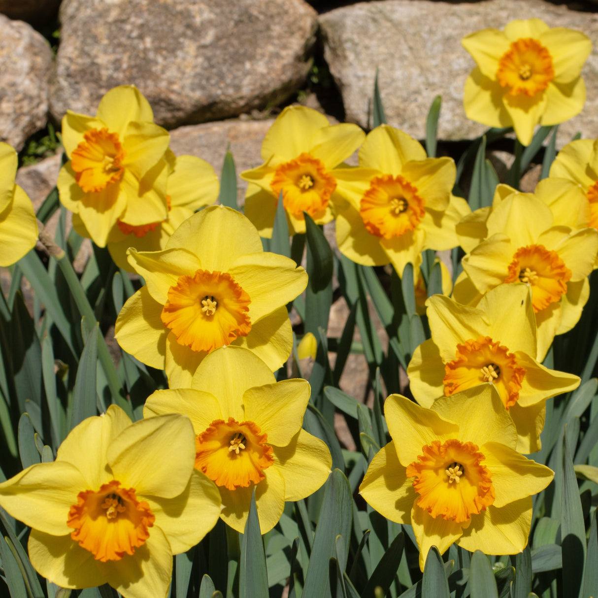 Narcissus 'Delibes'