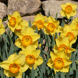 Narcissus 'Delibes'