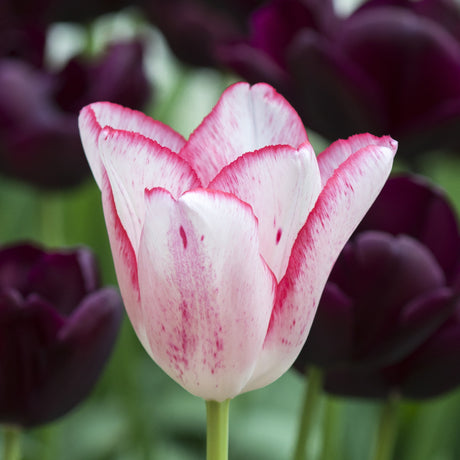 Tulipan 'Beauty Trend'