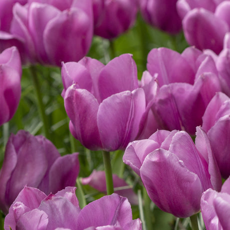 Tulipan 'Blue Beauty'