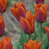 Tulipan 'Request'