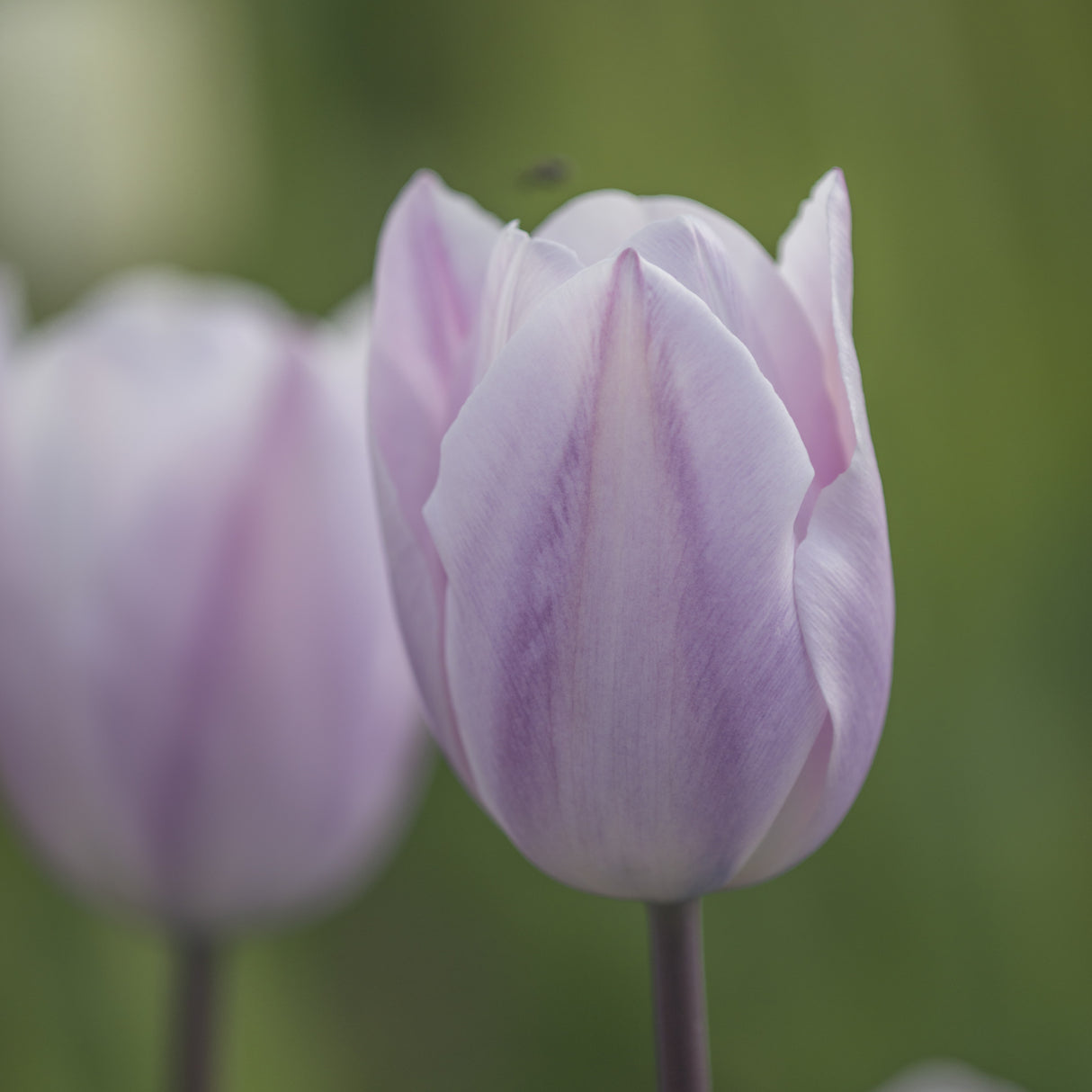 Tulipan 'Silver Cloud'
