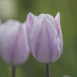 Tulipan 'Silver Cloud'