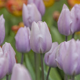 Tulipan 'Silver Cloud'