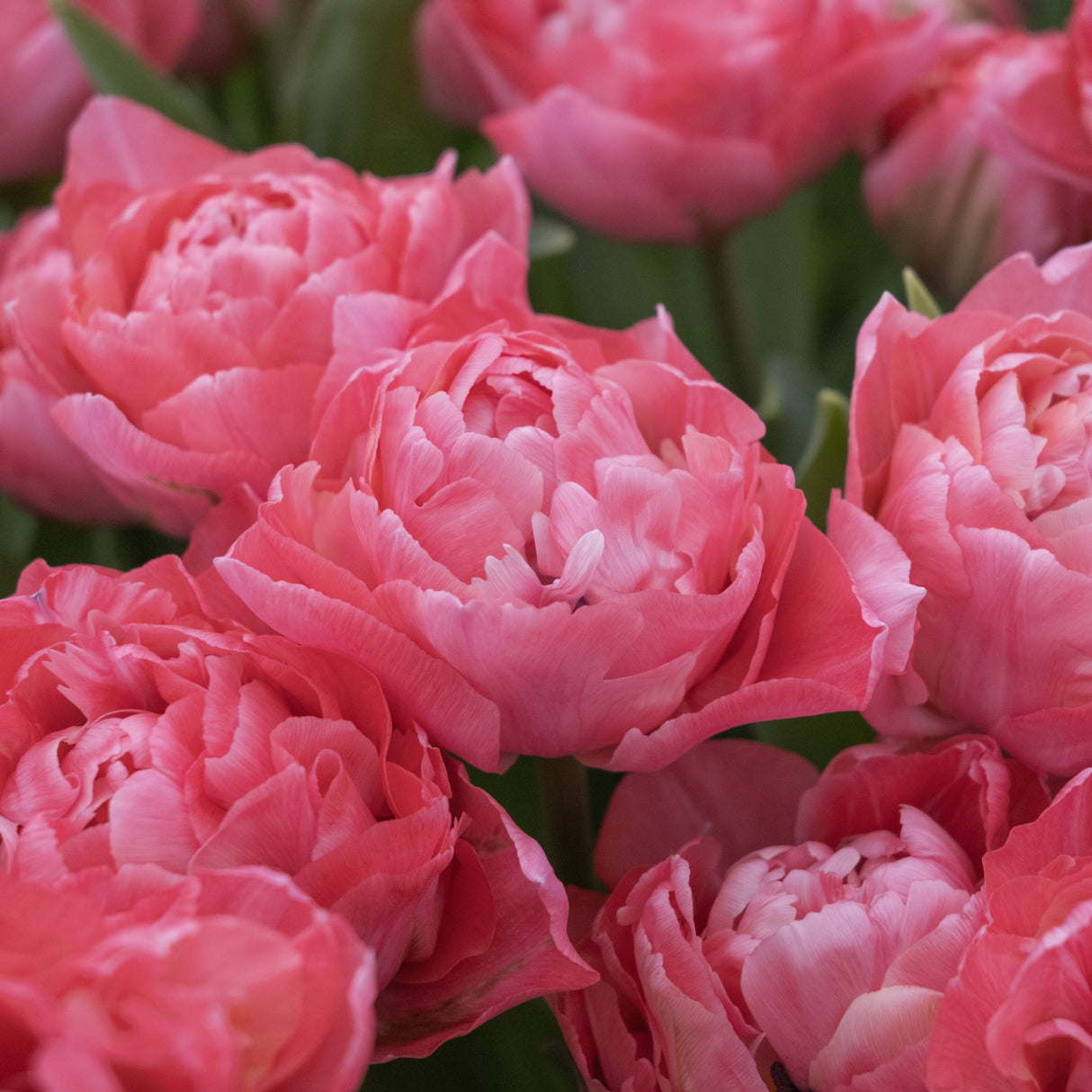 Tulipan 'Taiwan'