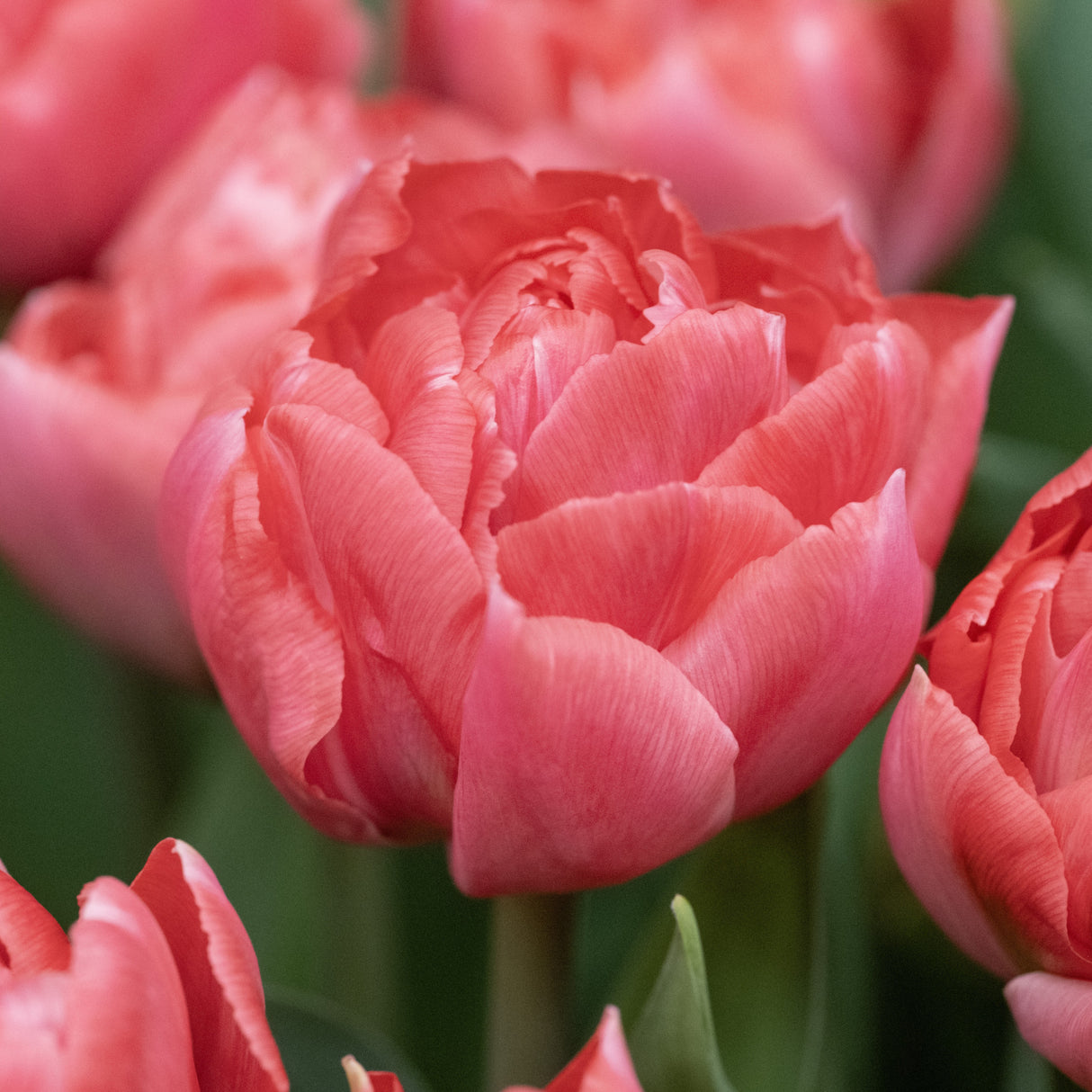 Tulipan 'Taiwan'