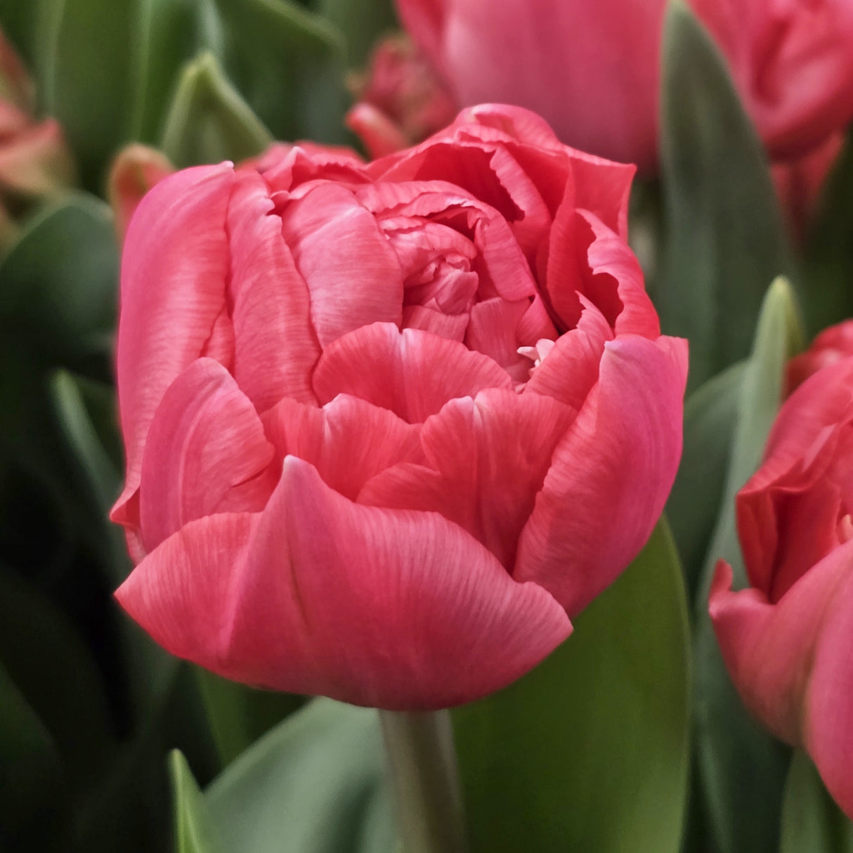 Tulipan 'Taiwan'