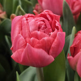 Tulipan 'Taiwan'