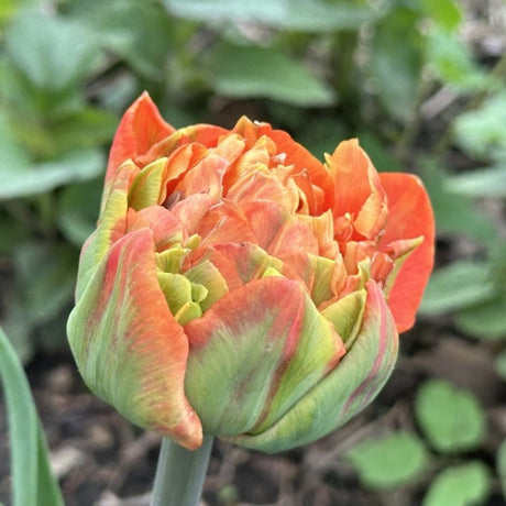 Tulipan 'Valdivia'