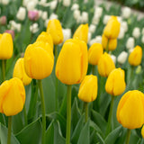 Tulipan 'Novi Sun'
