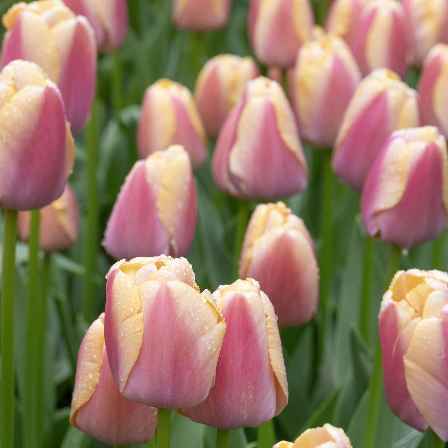 Tulipan 'Coral Pride'