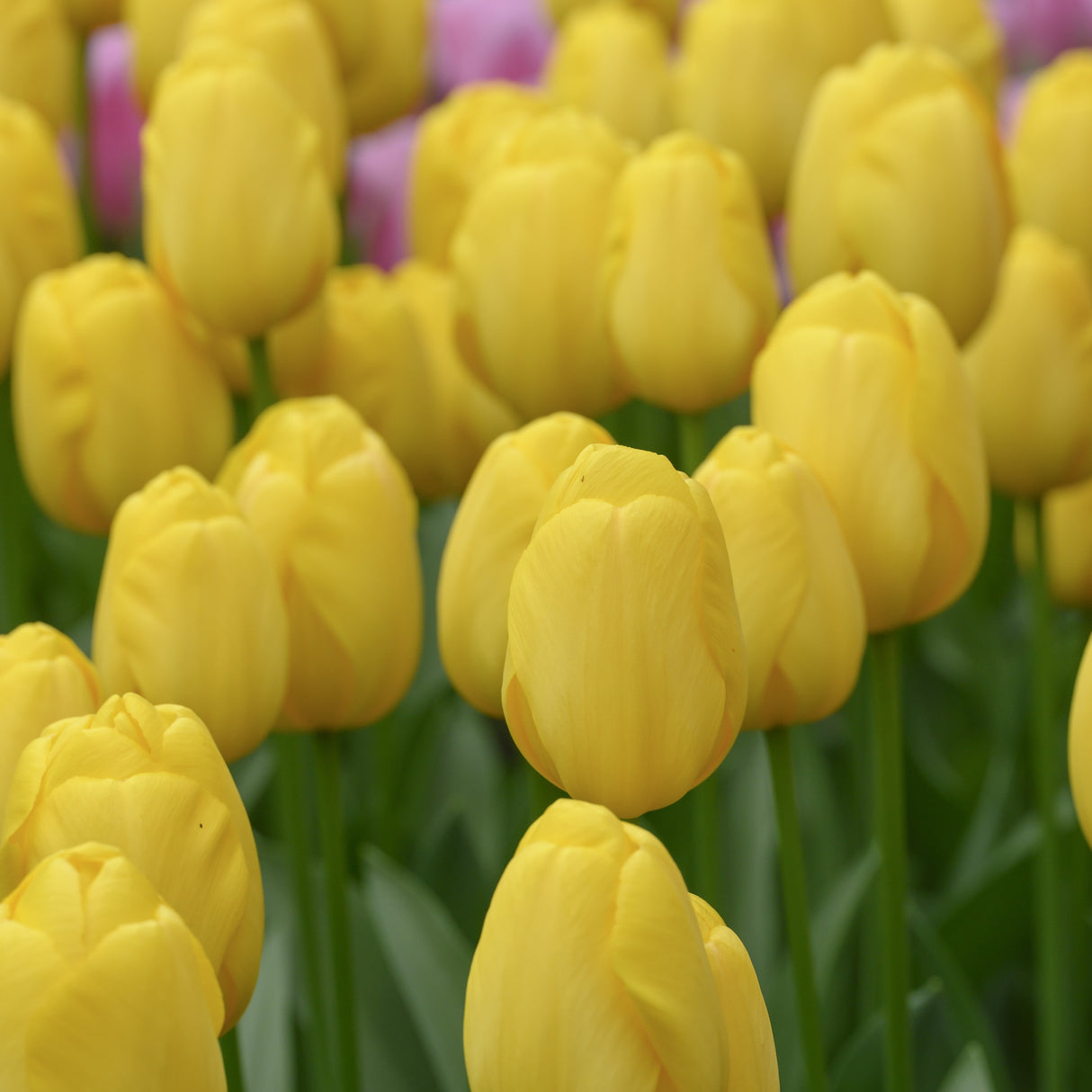 Tulipan 'Novi Sun'