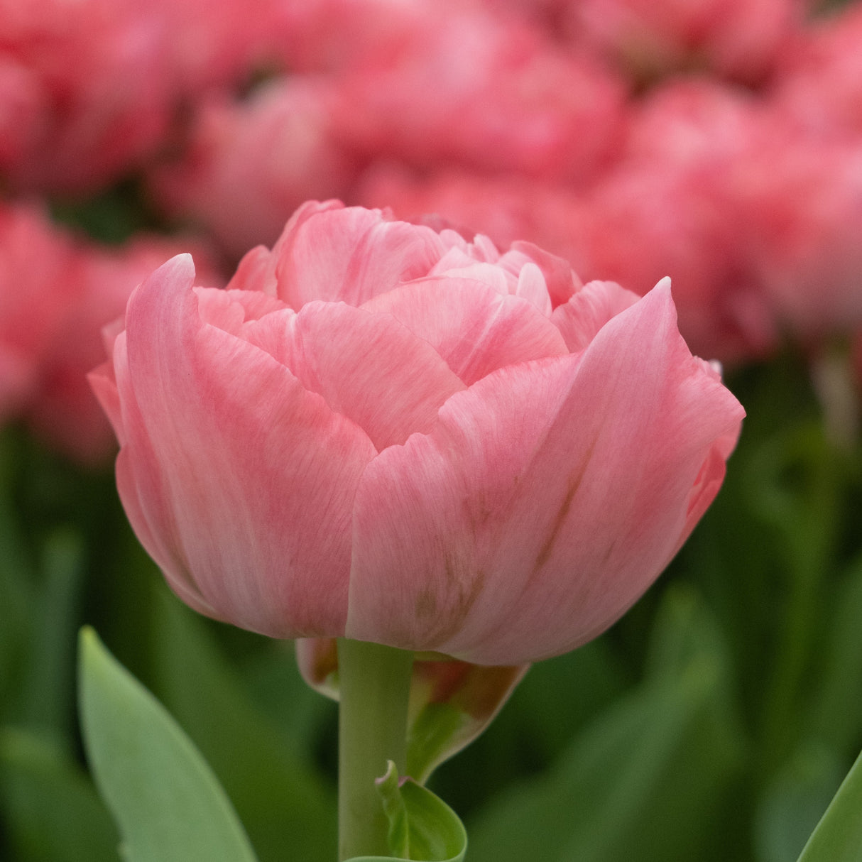 Tulipan 'Taiwan'