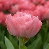 Tulipan 'Taiwan'