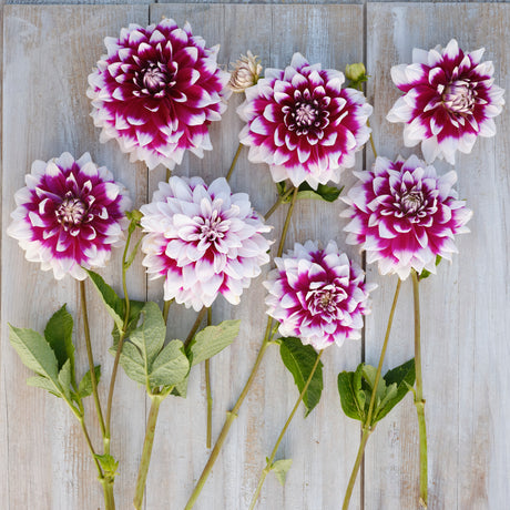 Dahlia 'Louis Walcher'