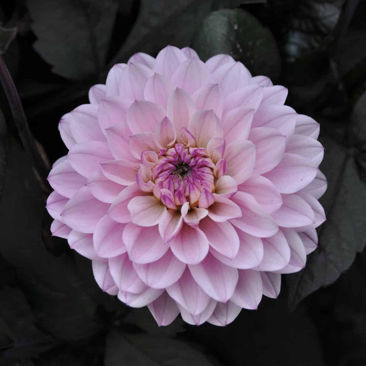 Dahlia 'Melody Harmony'
