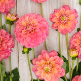 Dahlia 'Milena Fleur'