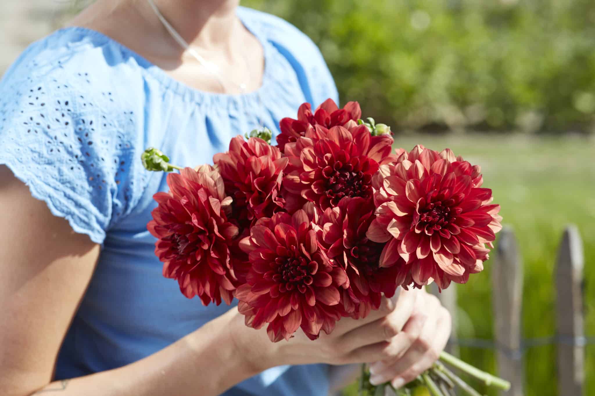 Dahlia 'Misses Miley'