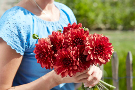 Dahlia 'Misses Miley'