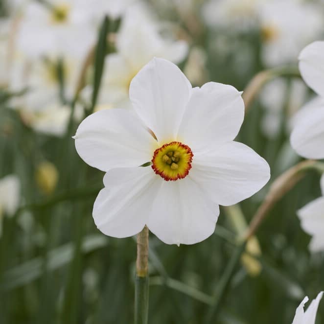 Pinselilje/Narcissus poeticus 'Actea'