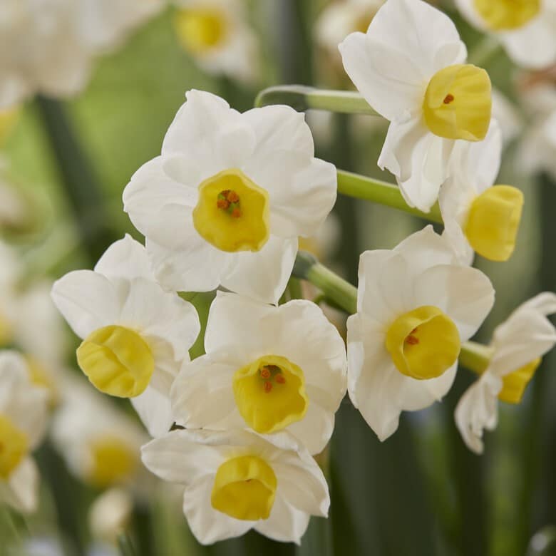 Narcissus tazetta 'Avalanche'