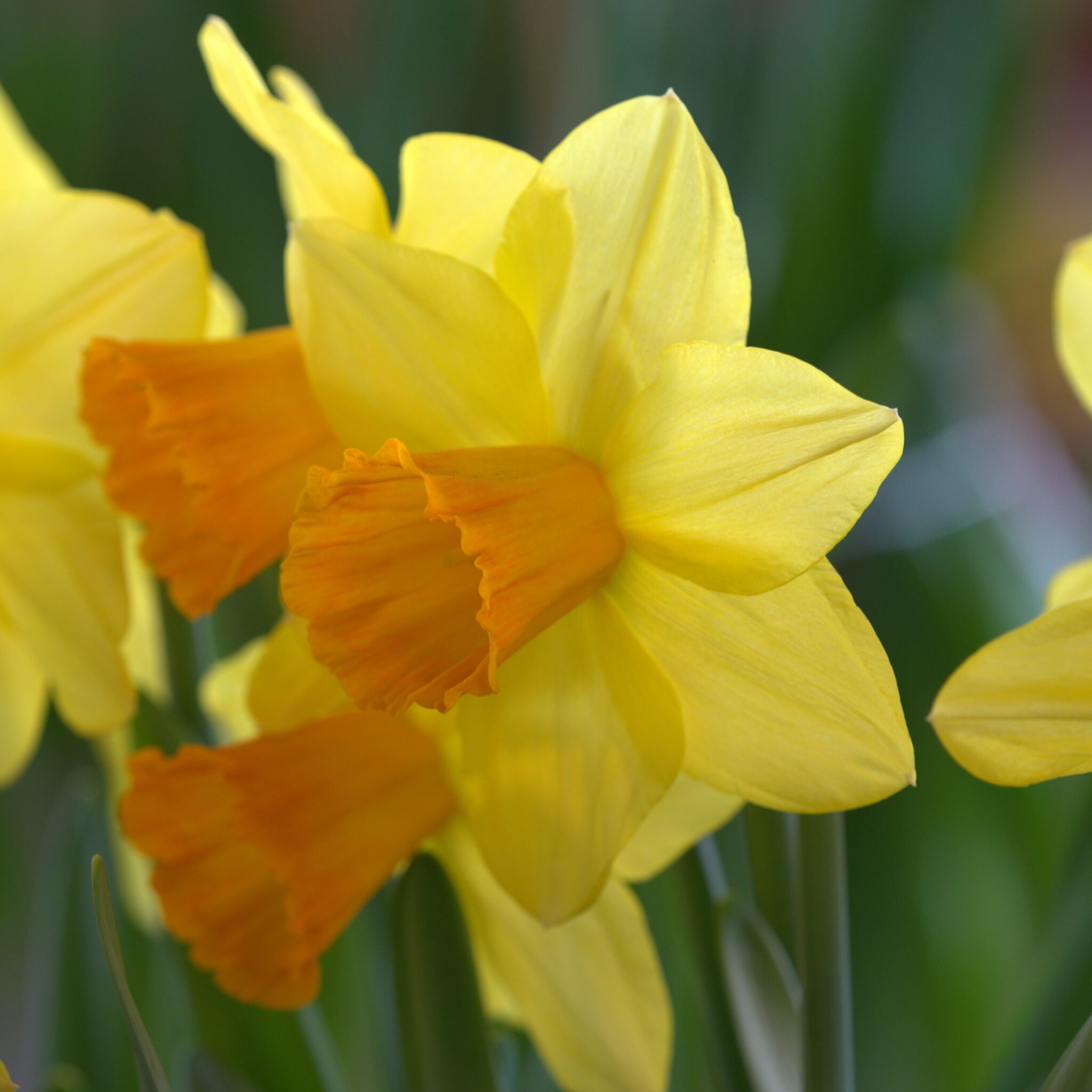 Narcissus 'Bright Jewel'