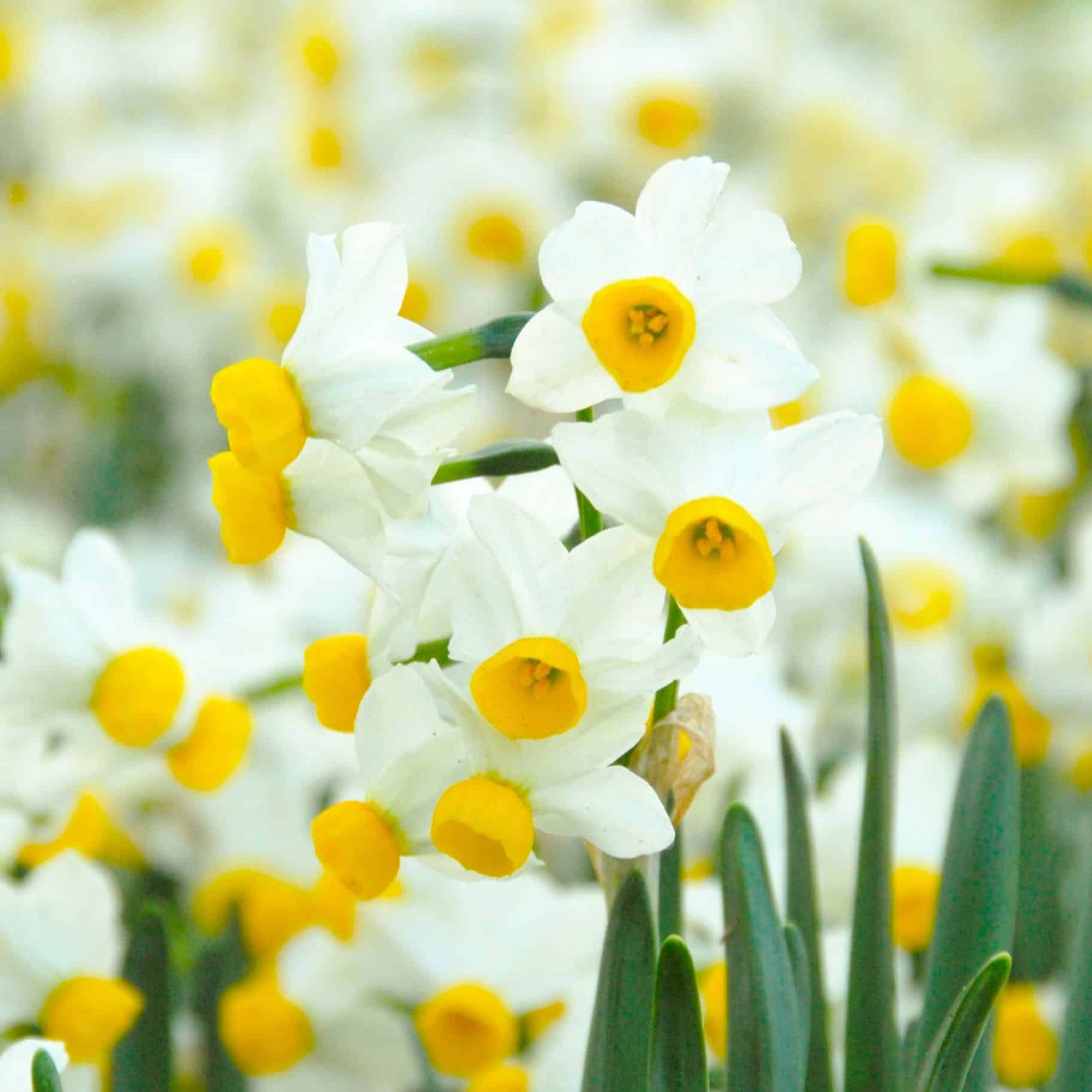 Narcissus 'Canaliculatas'