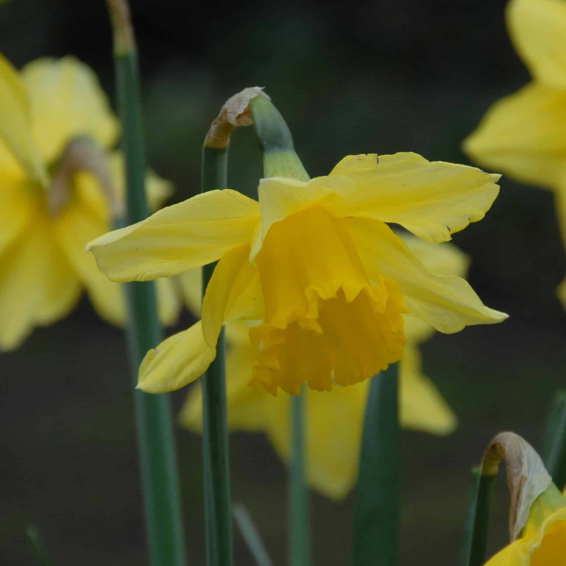 Narcissus 'Carlton'