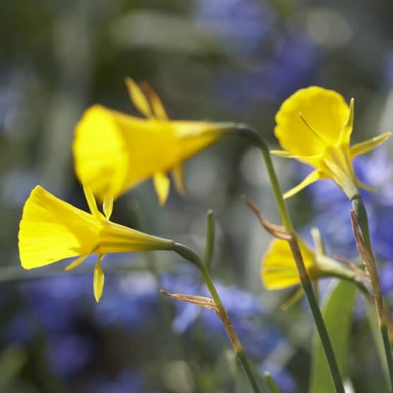 Narcissus bulbocodium 'Golden Bells'' botaniske