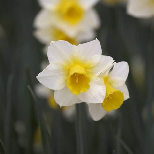 Narcissus jonquilla 'Golden Echo'