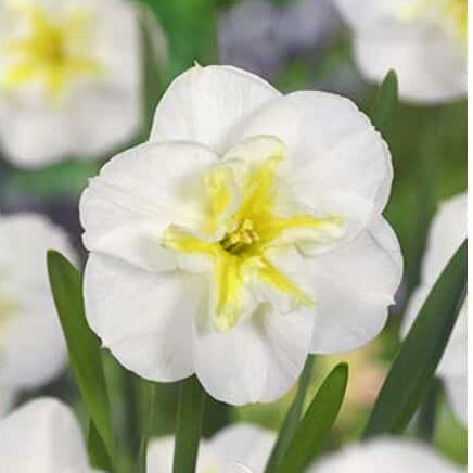Narcissus 'Lemon Beauty'