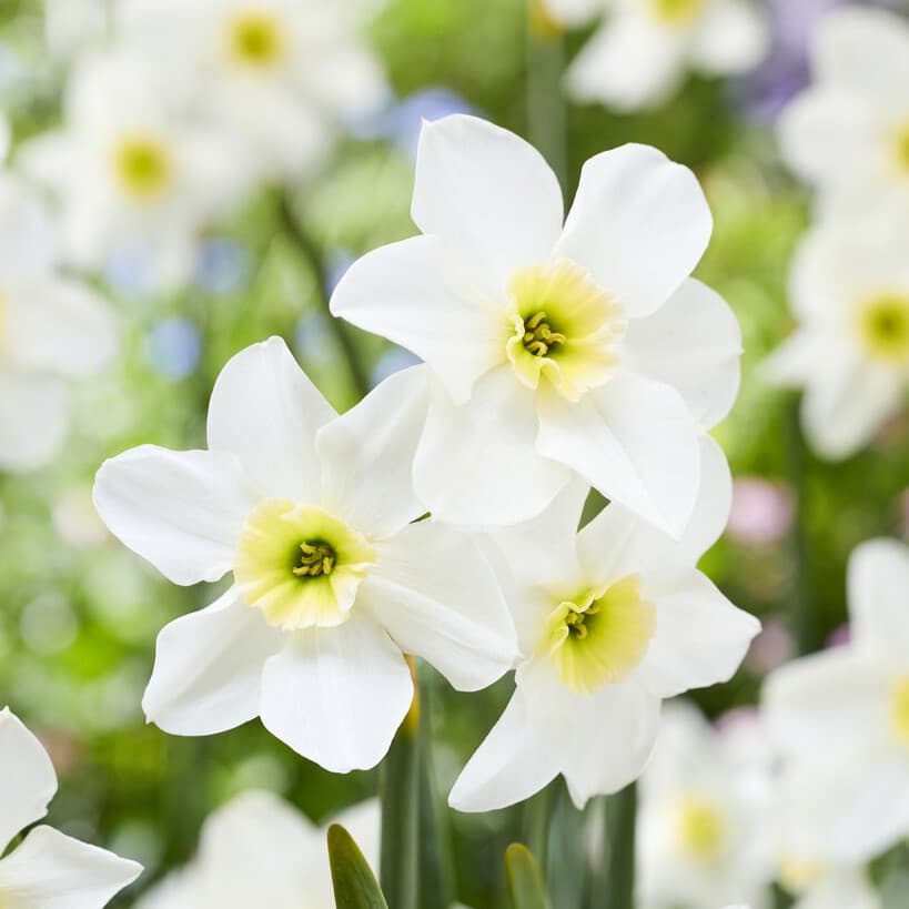 Narcissus jonquilla 'Lieke'