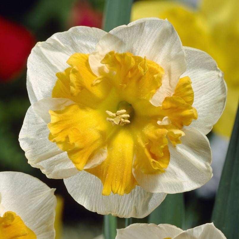 Narcissus 'Orangery'