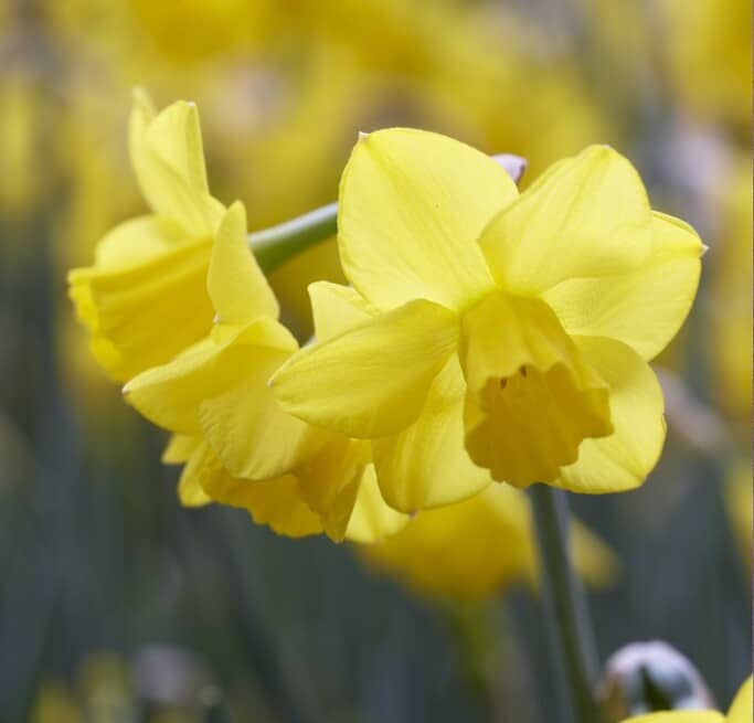 Narcissus jonquilla 'Quail'