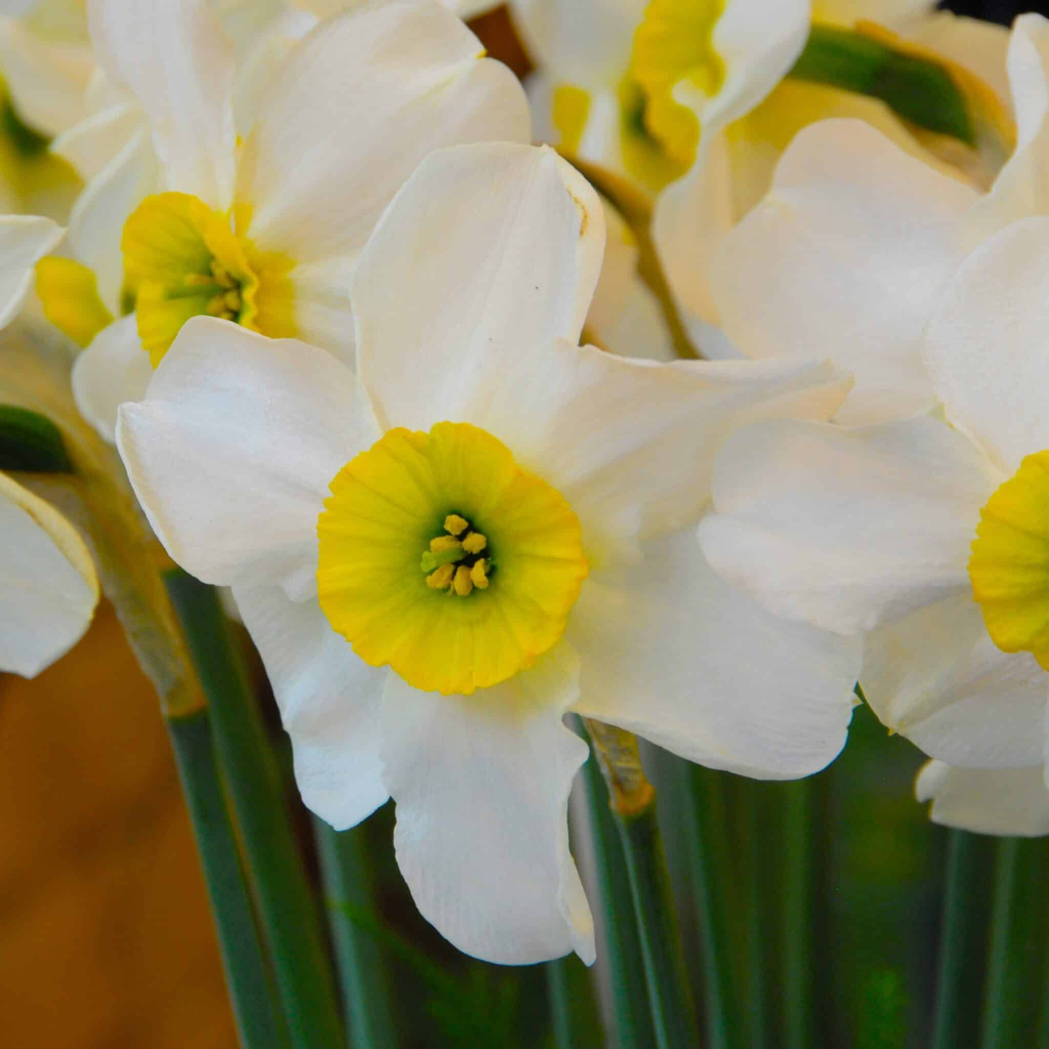 Narcissus 'Sinopel'
