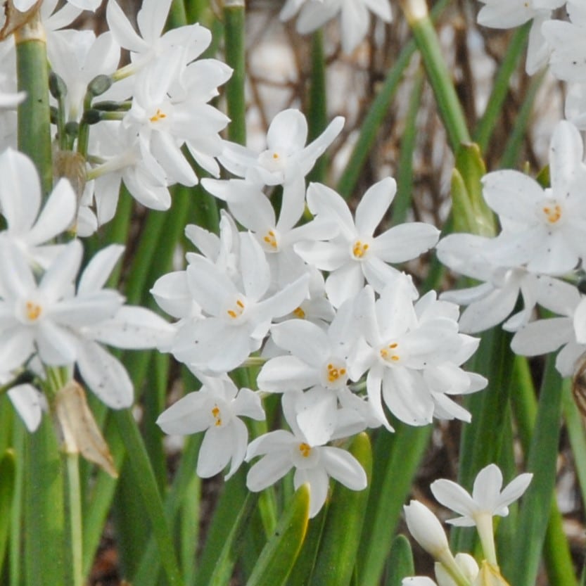 Narcissus tazetta 'Ziva'
