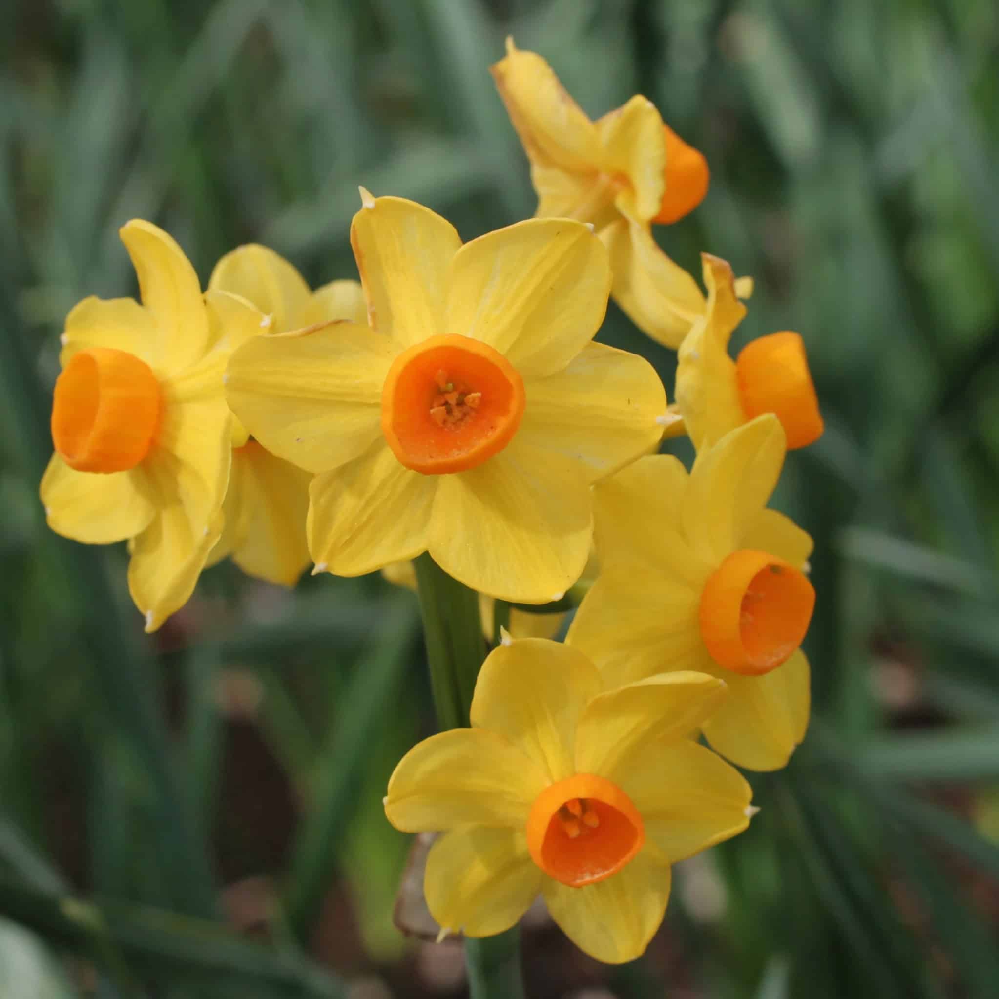 Narcissus tazetta 'Grand Soleil d'Or'