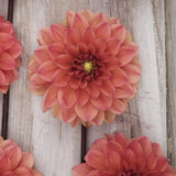 Dahlia 'Orange Girl'